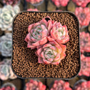 Echeveria 'Isolated Star' 1"-2" Succulent Plant Cutting