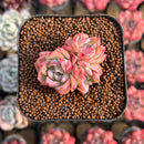 Echeveria 'Isolated Star' 1"-2" Succulent Plant Cutting