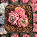 Echeveria 'Isolated Star' 1"-2" Succulent Plant Cutting