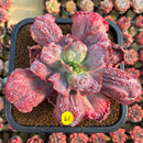 Echeveria Frill sp. 4"-5" Succulent Plant Cutting
