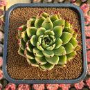 Echeveria Agavoides 'Helio' 4"-5" Succulent Plant Cutting