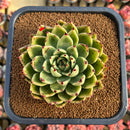 Echeveria Agavoides 'Helio' 4"-5" Succulent Plant Cutting