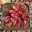 Echeveria 'Diamond State' Variegated 4" Succulent Plant Cutting