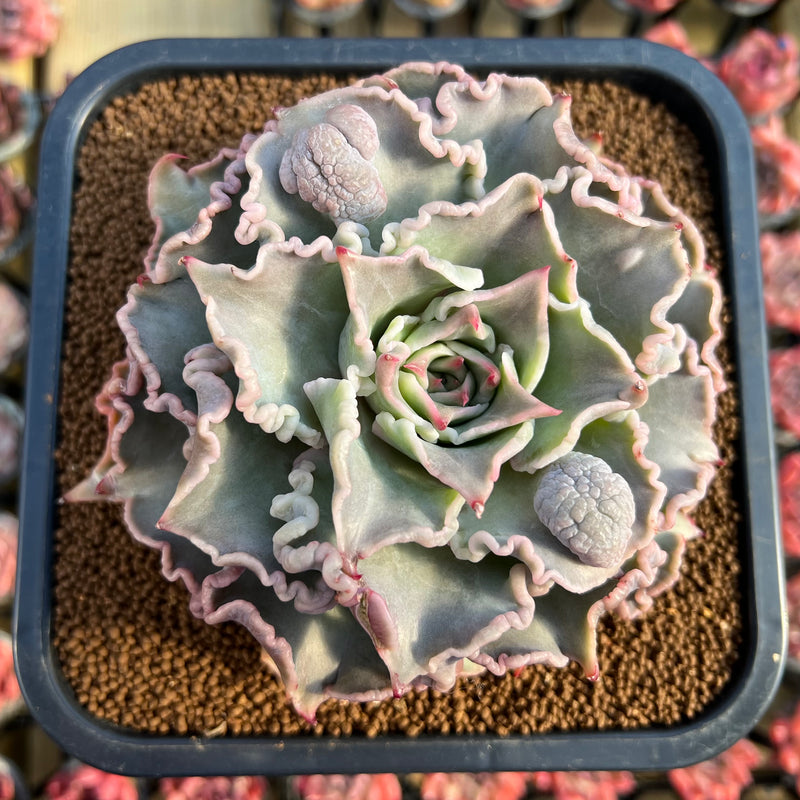 succulent curly Echeveria 'Madiba' Curly/Carunculated 4"-5" Large Succulent Plant Cutting