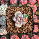 Echeveria 'Snow Star' 2" Succulent Plant