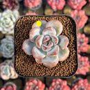 Echeveria 'Snow Star' 2" Succulent Plant