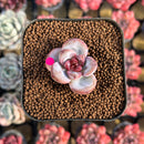Echeveria 'Snow Star' 2" Succulent Plant