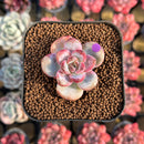 Echeveria 'Snow Star' 2" Succulent Plant