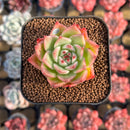 Echeveria 'Calistone' 2" Succulent Plant Cutting