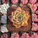 Echeveria 'Calistone' 2" Succulent Plant Cutting