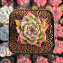 Echeveria 'Calistone' 2" Succulent Plant Cutting