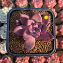 Echeveria 'Summer Beauty' 2" New Hybrid Succulent Plant Cutting