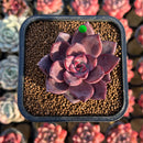 Echeveria 'Summer Beauty' 2" New Hybrid Succulent Plant Cutting