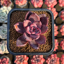 Echeveria 'Summer Beauty' 2" New Hybrid Succulent Plant Cutting