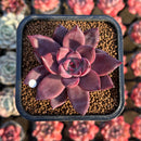 Echeveria 'Summer Beauty' 2" New Hybrid Succulent Plant Cutting