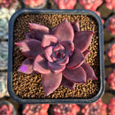 Echeveria 'Summer Beauty' 2" New Hybrid Succulent Plant Cutting