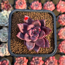 Echeveria 'Summer Beauty' 2" New Hybrid Succulent Plant Cutting