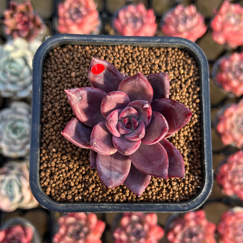 summer succulent plants Echeveria 'Summer Beauty' 2" New Hybrid Succulent Plant Cutting