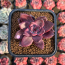 Echeveria 'Summer Beauty' 2" New Hybrid Succulent Plant Cutting