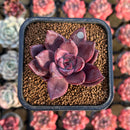 Echeveria 'Summer Beauty' 2" New Hybrid Succulent Plant Cutting