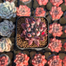 Pachyphytum 'Angels Finger' 1" Succulent Plant Cutting