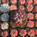 Pachyphytum 'Angels Finger' 1" Succulent Plant Cutting