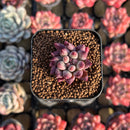 Pachyphytum 'Angels Finger' 1" Succulent Plant Cutting