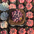 Pachyphytum 'Angels Finger' 1" Succulent Plant Cutting