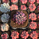 Pachyphytum 'Angels Finger' 1" Succulent Plant Cutting