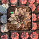 Echeveria Longissima Hybrid Carunculated 1"-2" Succulent Plant Cutting