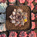 Echeveria Longissima Hybrid Carunculated 1"-2" Succulent Plant Cutting