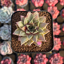 Echeveria Longissima Hybrid Carunculated 1"-2" Succulent Plant Cutting