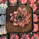 Echeveria Longissima Hybrid Carunculated 1"-2" Succulent Plant Cutting