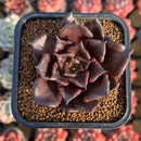 Echeveria 'Super Bowl' 2" Succulent Plant Cutting