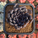 Echeveria 'Black Pearl' 2" Succulent Plant Cutting