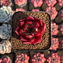 Echeveria Agavoides 'Red Jewelry' 2" Succulent Plant Cutting