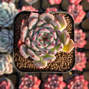 Echeveria sp. 2" Succulent Plant Cutting
