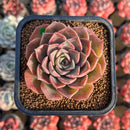 Echeveria 'Shishiming' 2" Succulent Plant Cutting