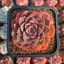 Echeveria 'Shishiming' 2" Succulent Plant Cutting