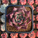 Echeveria Agavoides 'Somnieom' 2" Succulent Plant Cutting