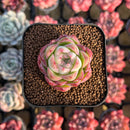 Echeveria 'My Heart' 2" Succulent Plant Cutting