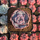 Echeveria 'Blossoming' 2" Succulent Plant Cutting