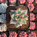 Echeveria Agavoides 'Elkhorn' Variegated 1"-2" Succulent Plant Cutting
