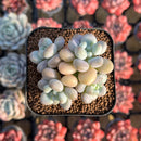 Graptoveria 'Pink Cherry' 2" New Hybrid Succulent Plant Cutting