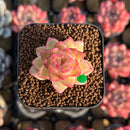 Echeveria sp. 1" Succulent Plant Cutting