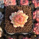 Echeveria sp. 1" Succulent Plant Cutting