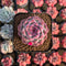 Echeveria 'Pink Shadow' 2" New Hybrid Succulent Plant Cutting