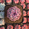 Echeveria 'Pink Shadow' 2" New Hybrid Succulent Plant Cutting