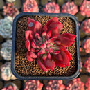Echeveria 'Flame' 2" Hwaga Original Hybrid Succulent Plant Cutting