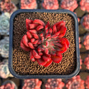 Echeveria 'Flame' 2" Hwaga Original Hybrid Succulent Plant Cutting